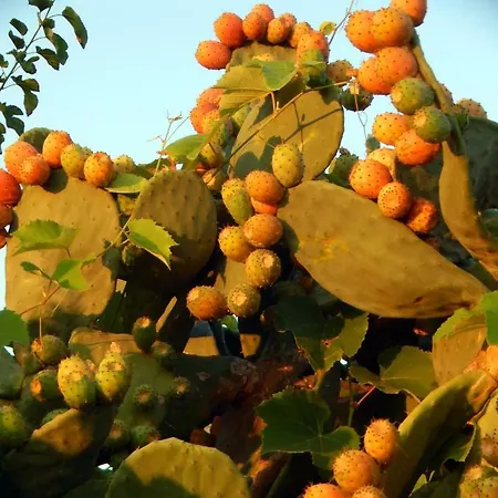 Apartment Eftichia *